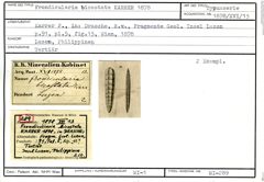 Karteikarte zum Syntyp von Frondicularia bicostata Karrer, 1878
